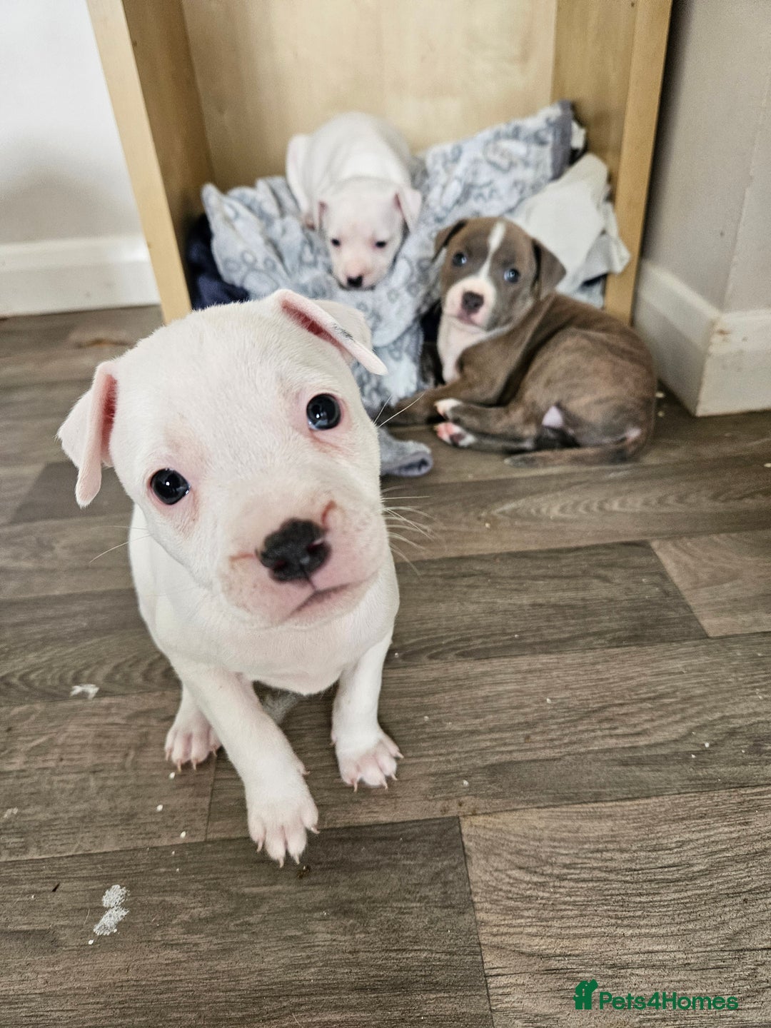 Staffordshire Bull Terrier dogs for sale: RARE CLASSIC MARKINGS - Image 26