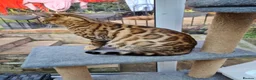 Bengal cats for sale: 💕 GORGEOUS PURE BENGAL KITTENS READY FOR HOMES!  - Advert 38