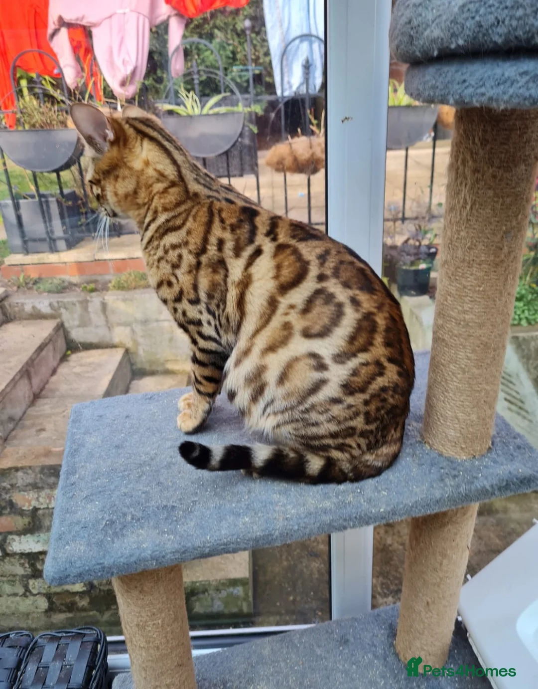 Bengal cats for sale: 💕 GORGEOUS PURE BENGAL KITTENS READY FOR HOMES!  - Advert 38