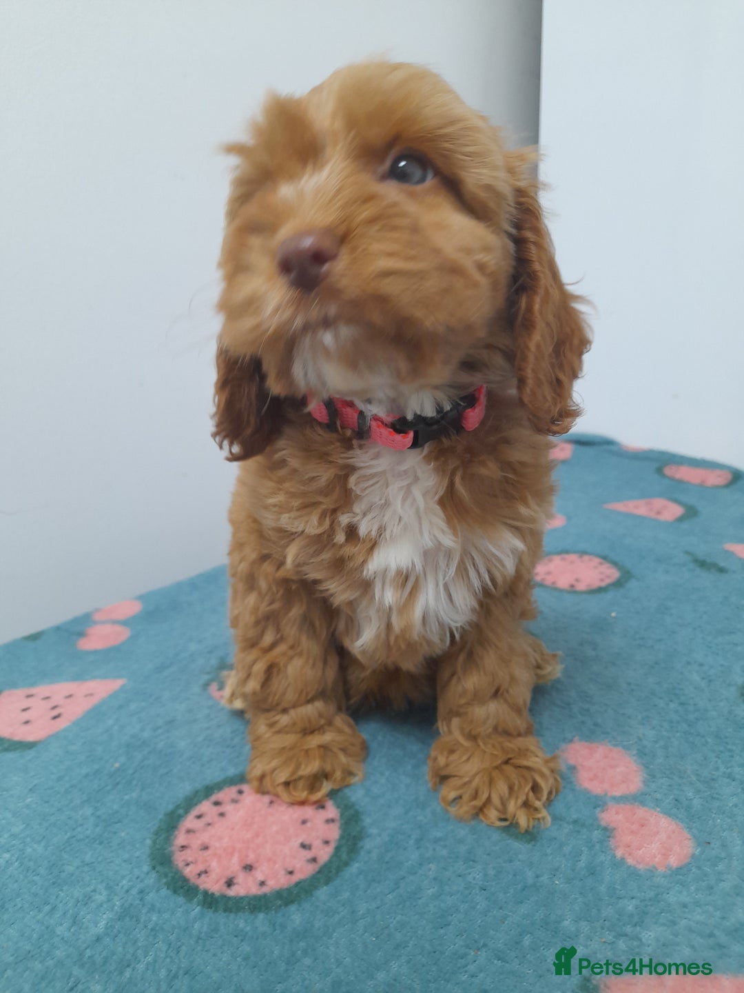Cockapoo dogs for sale: Beautiful cockapoo puppies ready now - Advert 12