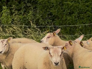 Sheep livestock - Advert 12