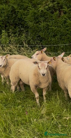 Sheep livestock - Advert 15