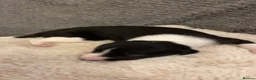 Whippet dogs for sale: ⭐️⭐️beautiful whippet pups ⭐️⭐️ in Pencader - Advert 8