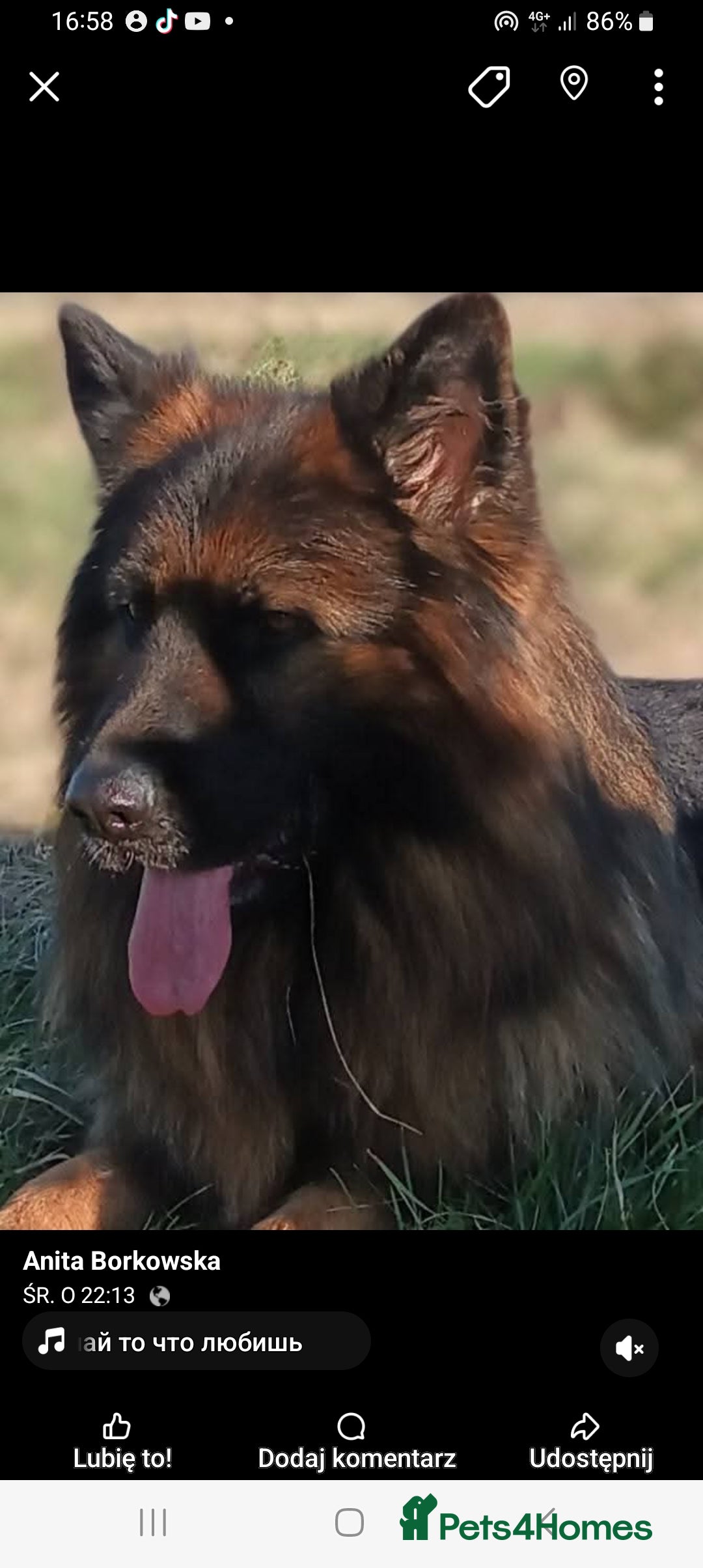 German Shepherd dogs for sale: KC. German shepherd puppies - Advert 11