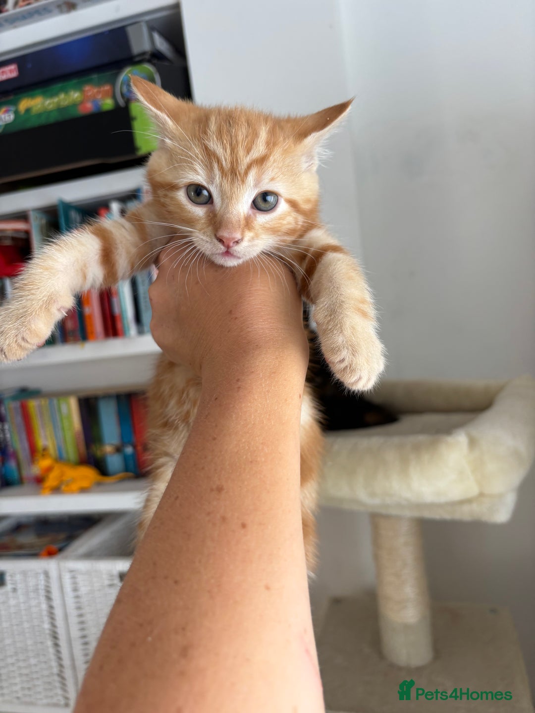 Mixed Breed cats for sale: 1/4 Maincoon dog friendly kittens - Image 12