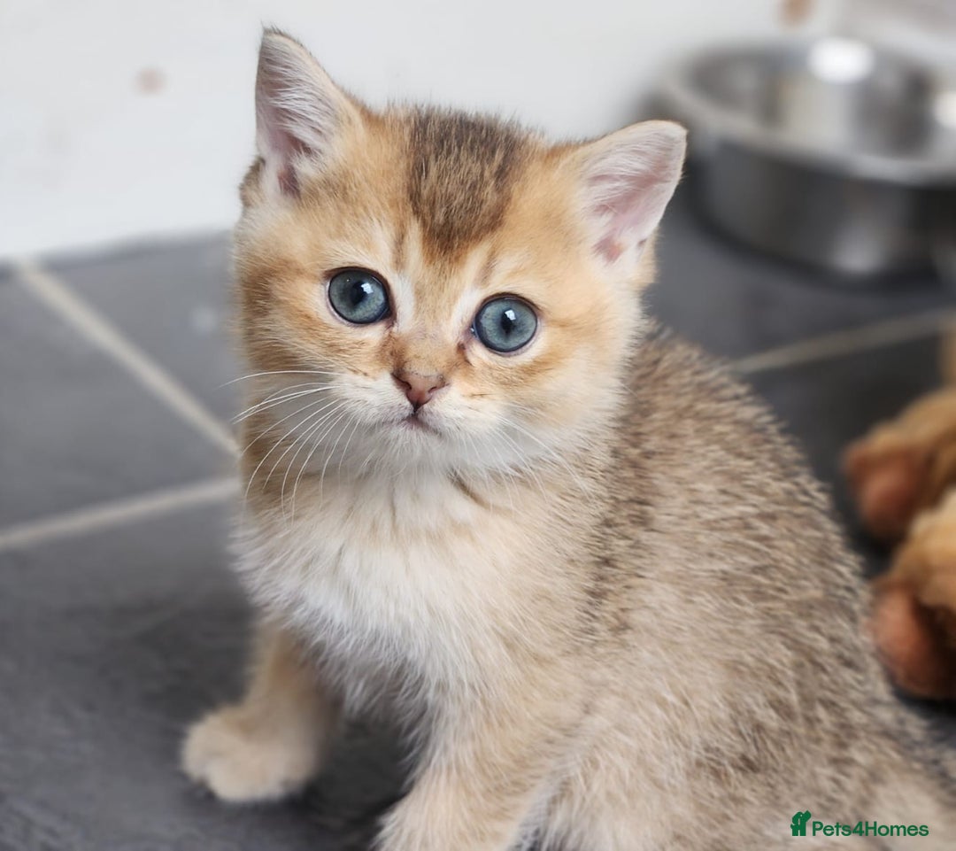 British Shorthair cats for sale: Tica reg Golden Shaded British shorthair kittens. - Image 21