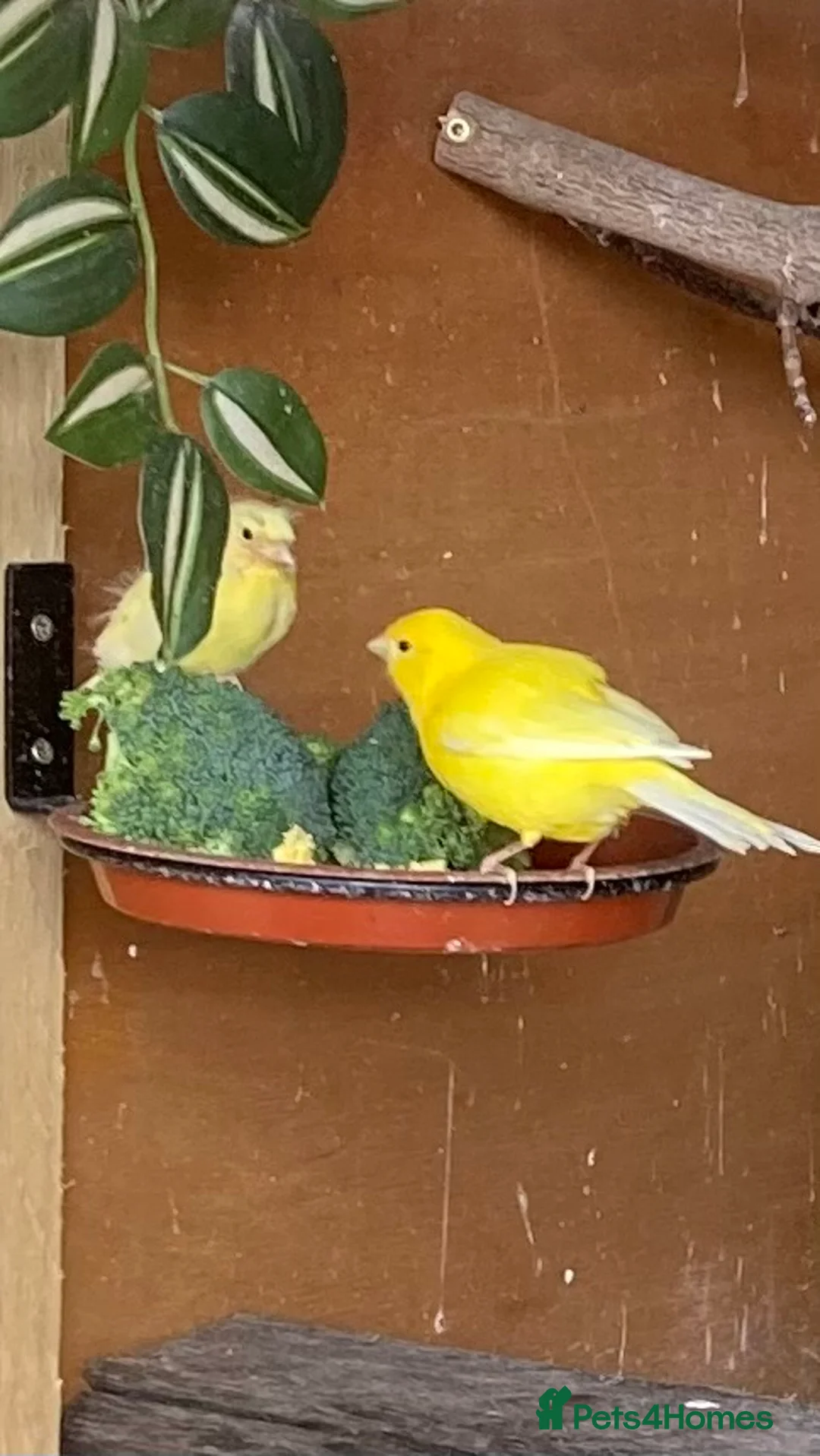 Canaries birds for sale: Raza Canaries - Advert 5