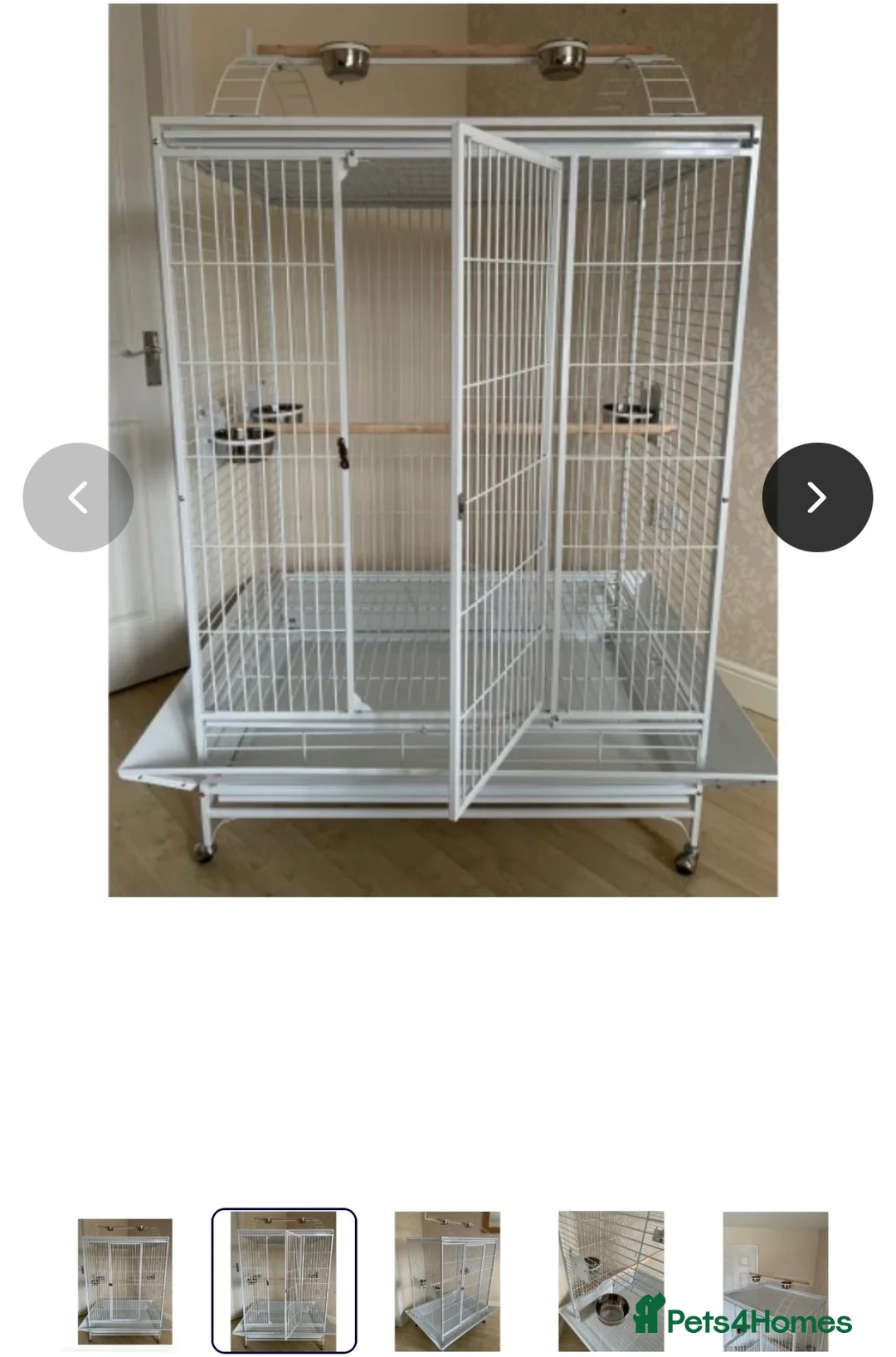 Ringnecks birds for sale: Indian Ringneck Pair + Cage & Setup in Nuneaton - Advert 2