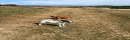 Fox Terrier dogs for sale: Andre  - Advert 4