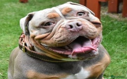 Olde English Bulldogge dogs for stud: NEBBR REGISTERED OLDE ENGLISH BULLDOGGE STUD in Worcester - Image 9