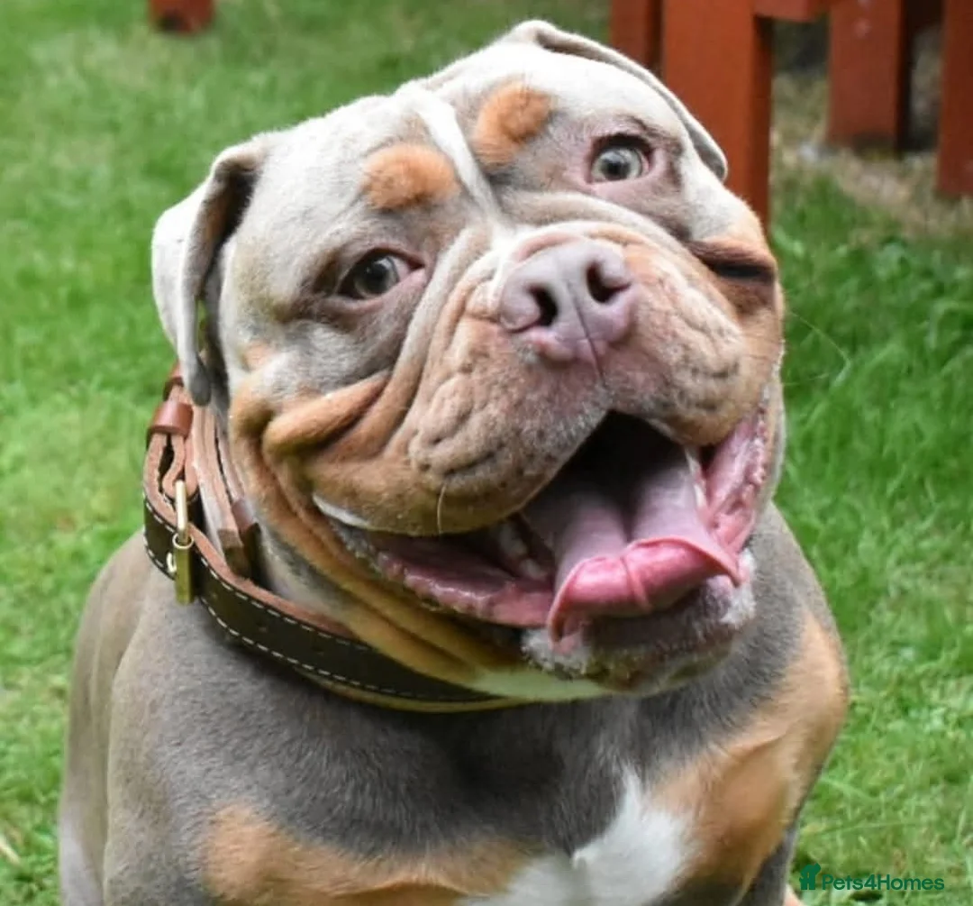 Olde English Bulldogge dogs for stud: NEBBR REGISTERED OLDE ENGLISH BULLDOGGE STUD in Worcester - Advert 9