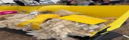 Sheep livestock for sale: Romney Ewe  in Ashford - Advert 3