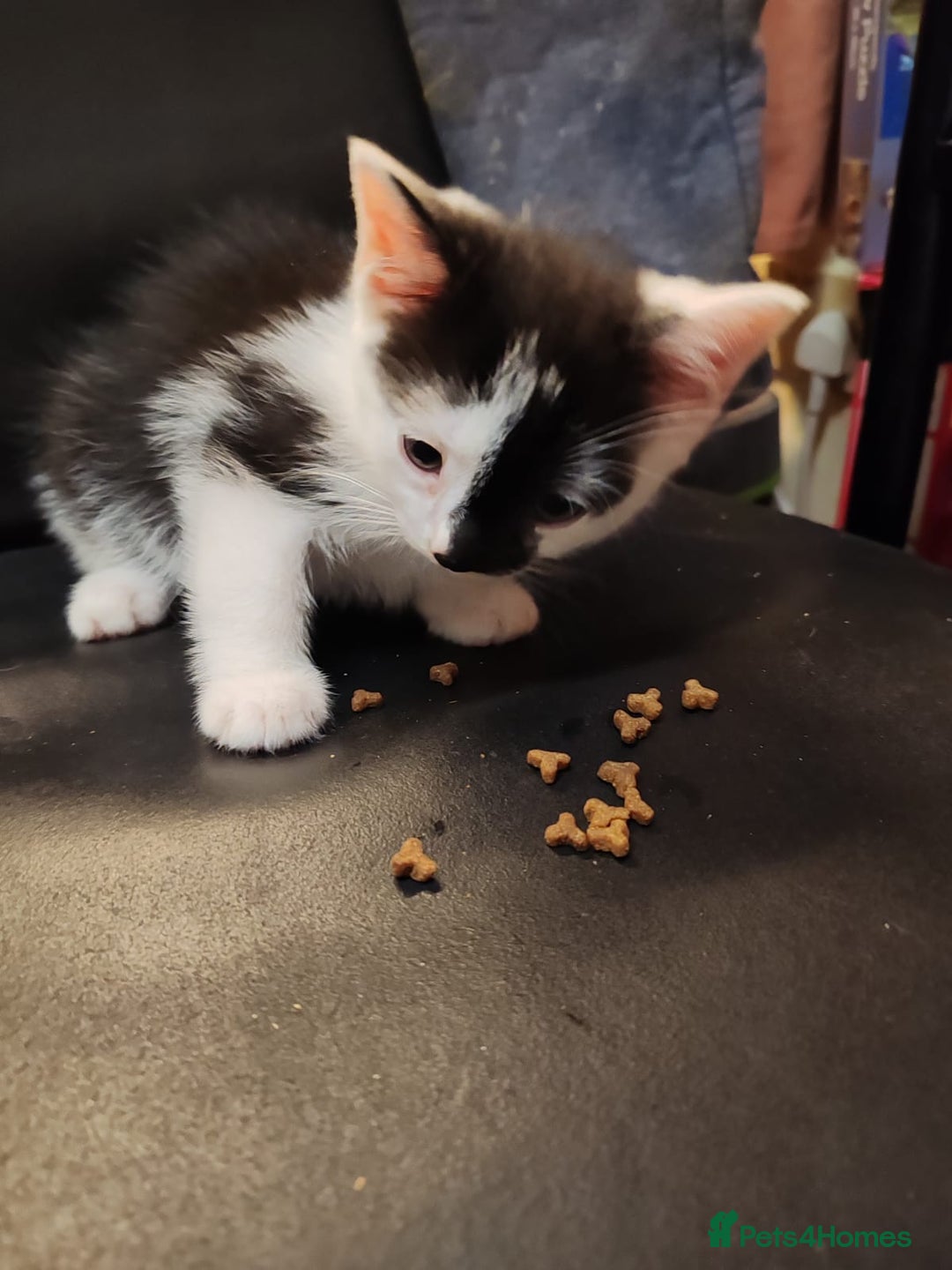 Mixed Breed cats for sale: 2 adorable kittens ready for their forever homes  - Advert 10