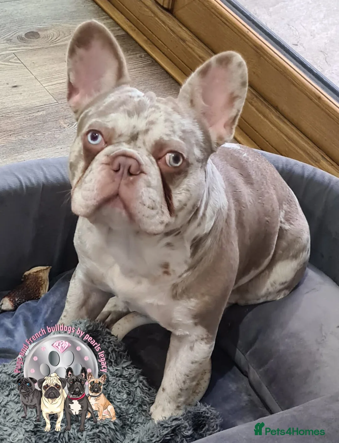 French Bulldog dogs for stud: New shade Isabella Merle fluffy carrier  in Hastings - Advert 15