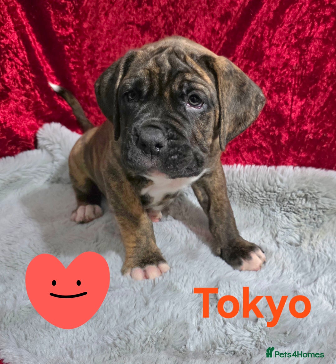 Boxer dogs for sale: Very unusual & Rare Boxer cross - Advert 9