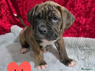 Boxer dogs READY NOW 2 boys left, Boxer cross Mastiff - Advert 7