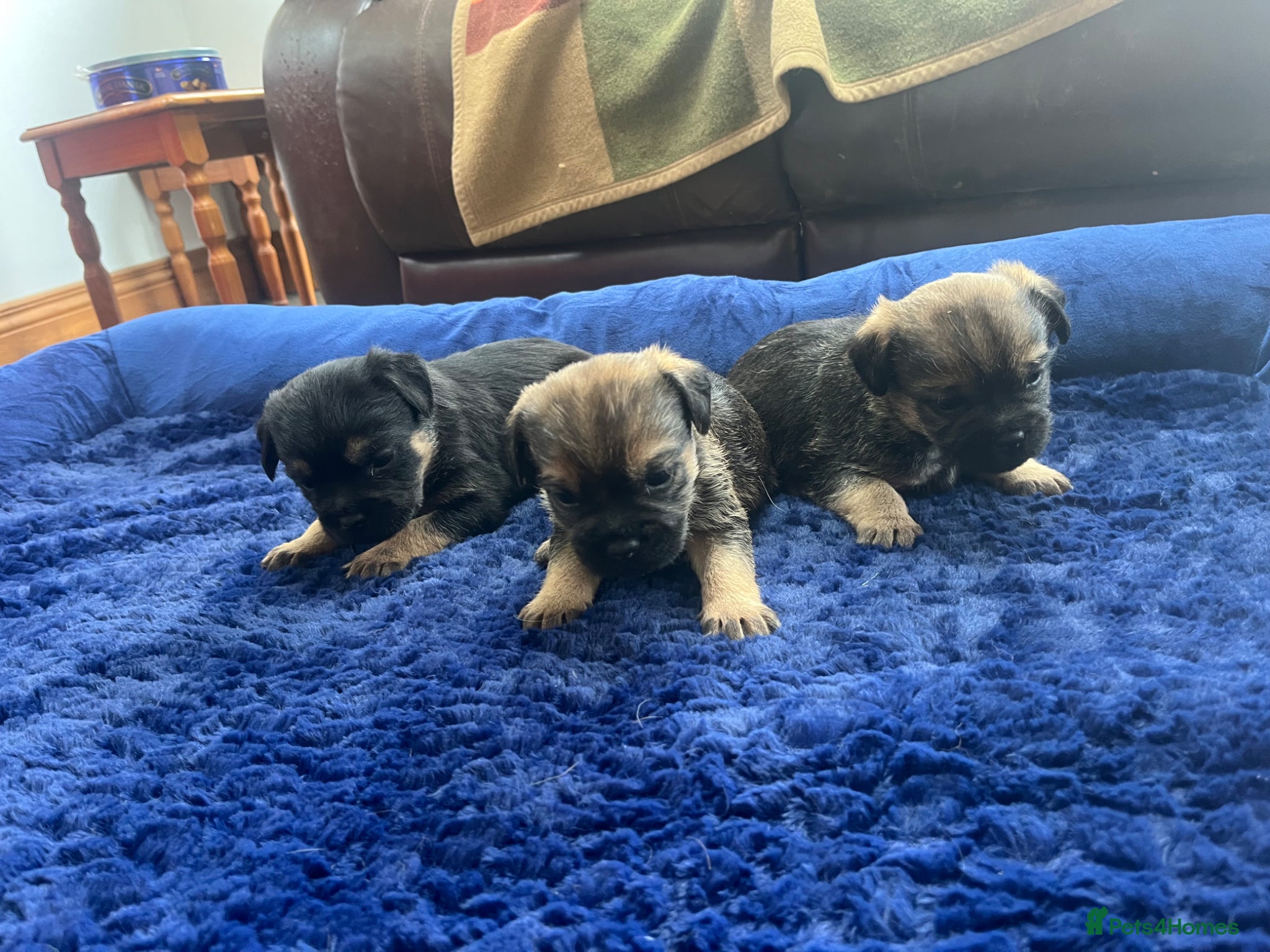 Border Terrier dogs Beautiful border terrier puppies  - Advert 2