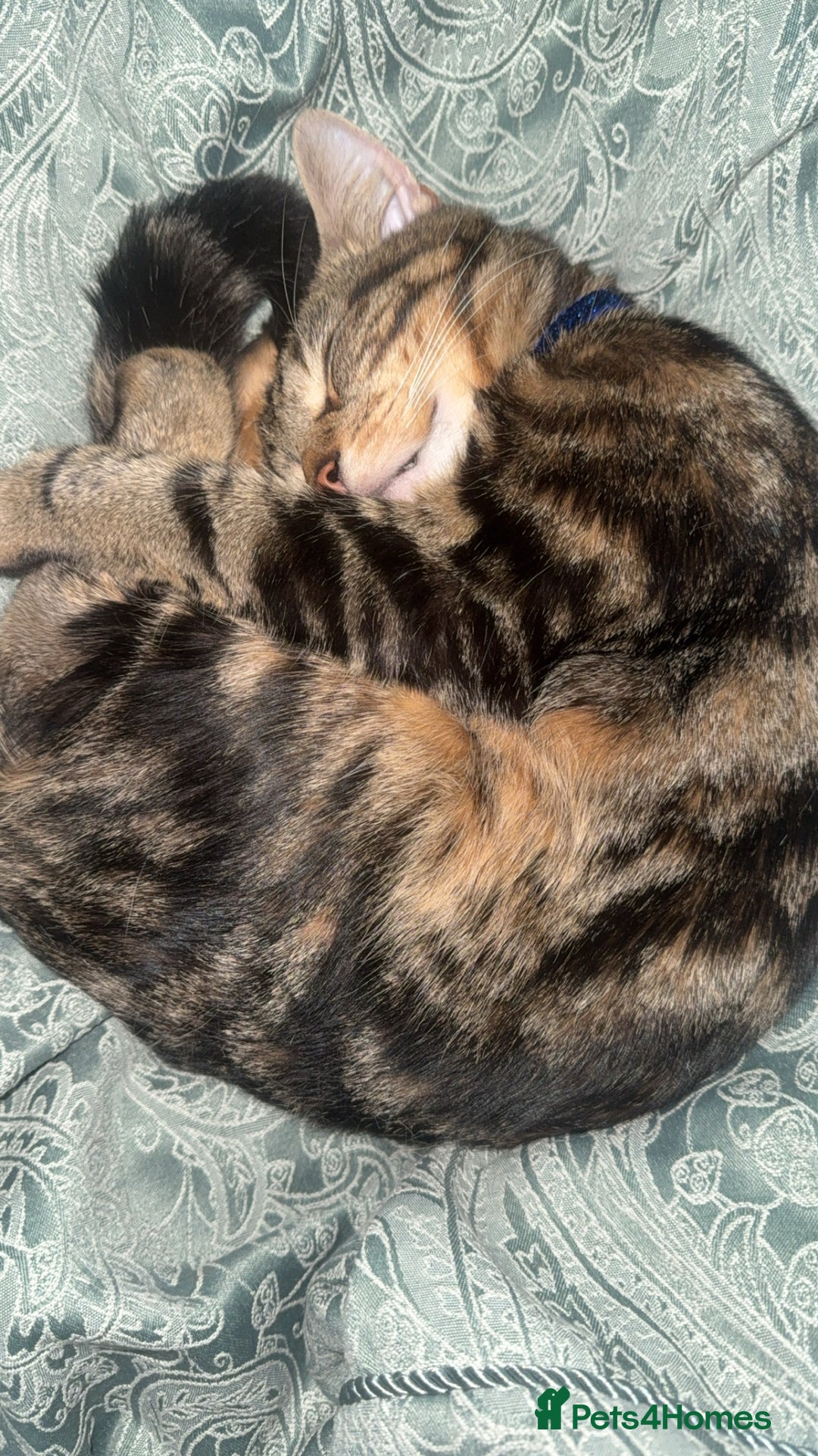 Mixed Breed cats for sale: Friendly and loving cat - Advert 4