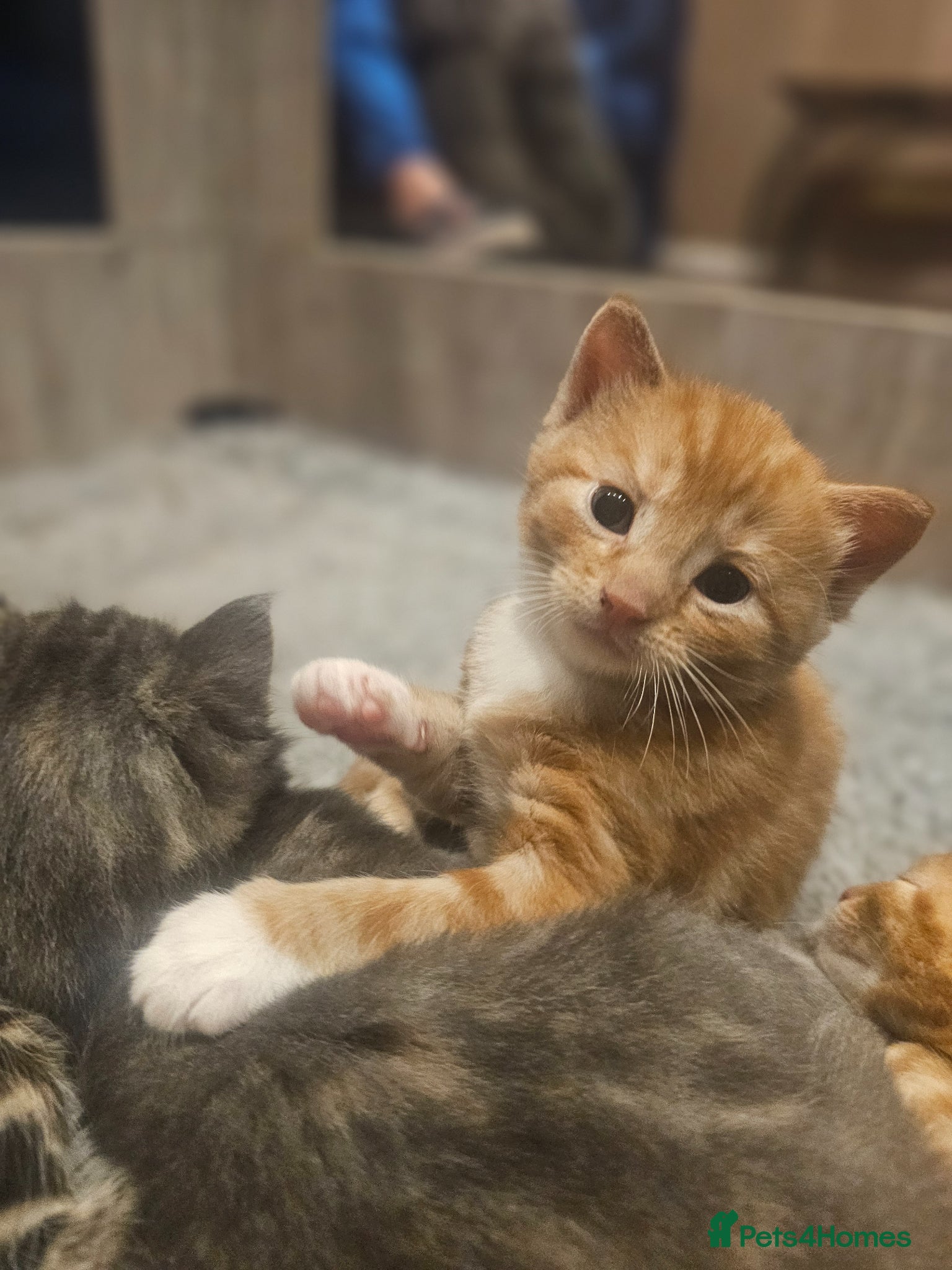 Mixed Breed cats for sale: Stunning Long Haired Kittens, rare colours🐾 💗 - Advert 12