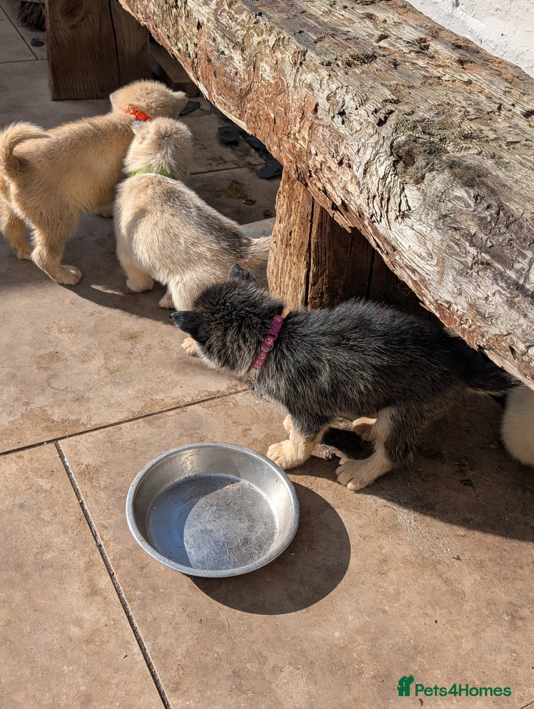 Siberian Husky dogs for sale: 5 Syberrian Husky puppies - Image 10