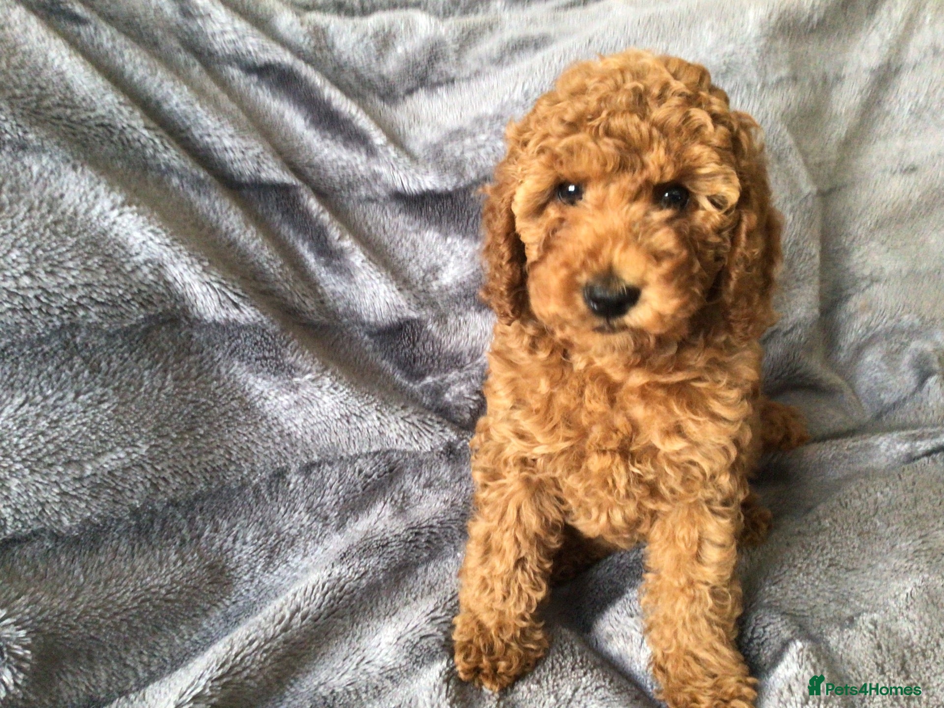 Labradoodle dogs Miniature Labradoodles  - Advert 2