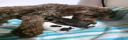 Cockapoo dogs for sale: Chocolate DNA Health Tested Cockapoos  - Advert 20