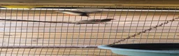 Finches birds for sale: Baby finches for sale - Advert 3
