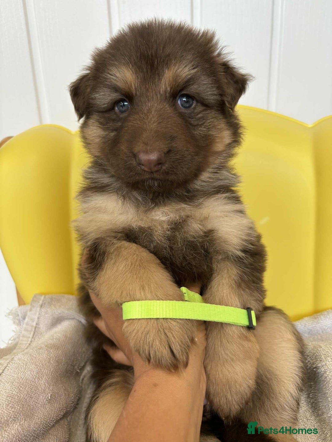 German Shepherd dogs for sale: READY TO leave 1 left German Shepherd kc reg pups - Advert 36