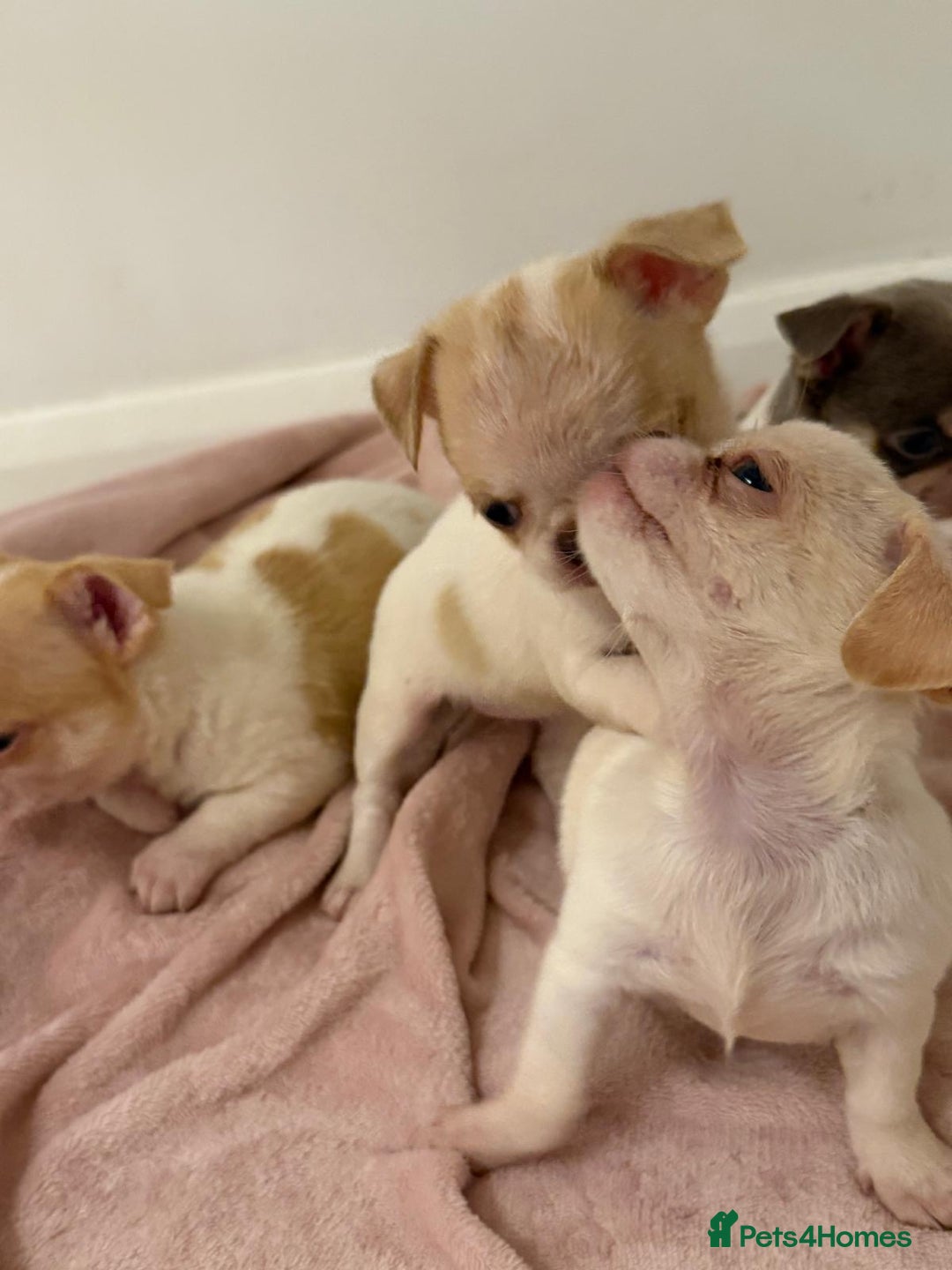 Chihuahua dogs for sale: Kc chihuahua puppies Russian and Ukraine lines - Advert 31