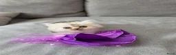 Persian cats for sale: Persian ragdoll / chinchilla kittens - Advert 20