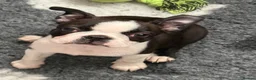 Boston Terrier dogs for sale: Kc Boston Terrier Puppies READY NOW !! 2 girls  - Advert 3