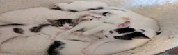 Mixed Breed cats for sale: Five Beautiful Female Kittens in Oxford - Advert 19