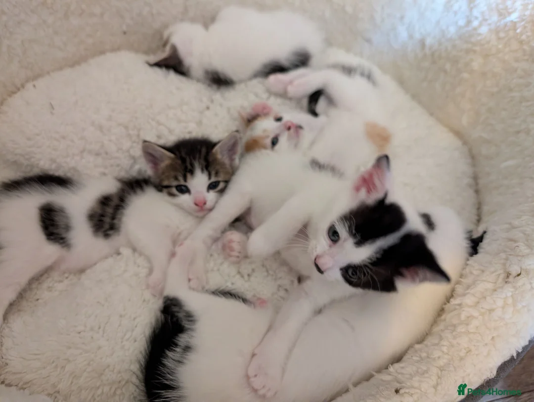 Mixed Breed cats for sale: Five Beautiful Female Kittens in Oxford - Advert 19