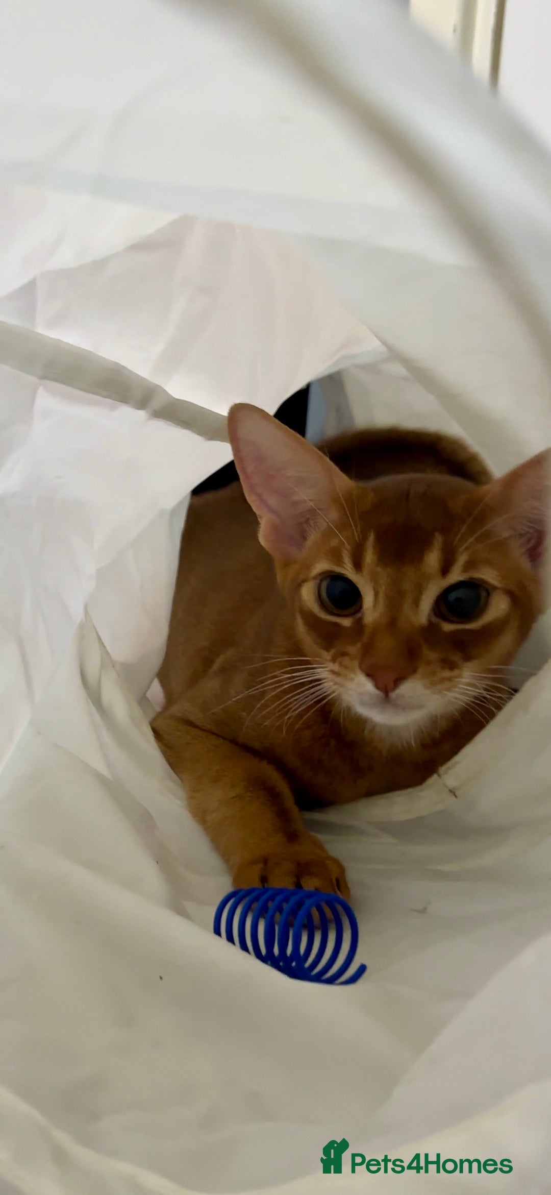 Abyssinian cats for sale: 1 sorrel Abyssinian Kitten left , Champion Line  - Advert 3