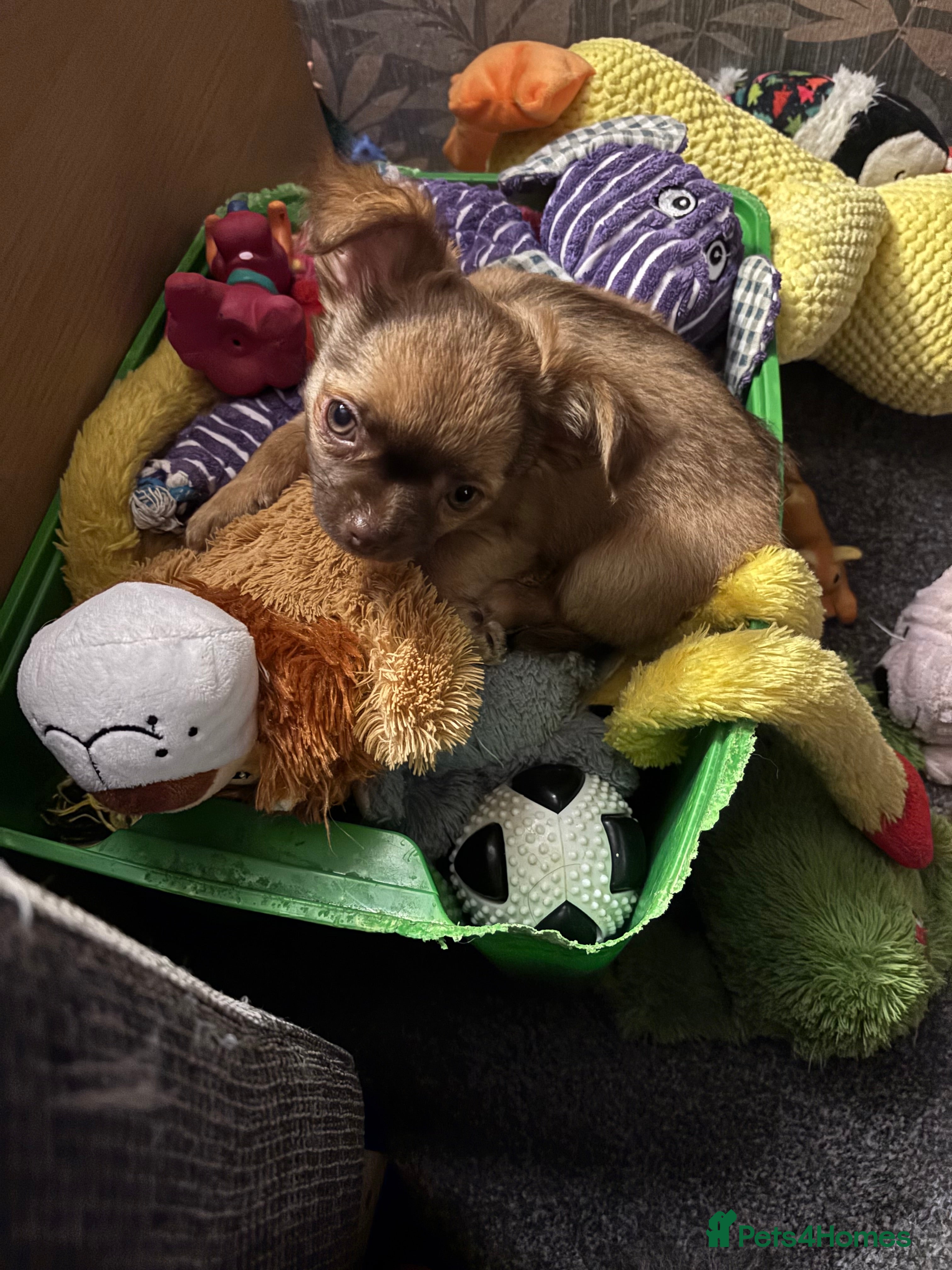 Chihuahua dogs REDUCED ONLY 2 KC REGISTERED BOYS LEFT £1500 - Advert 2