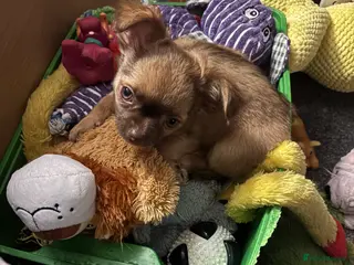 Chihuahua dogs REDUCED ONLY 2 KC REGISTERED BOYS LEFT £1500 - Advert 2