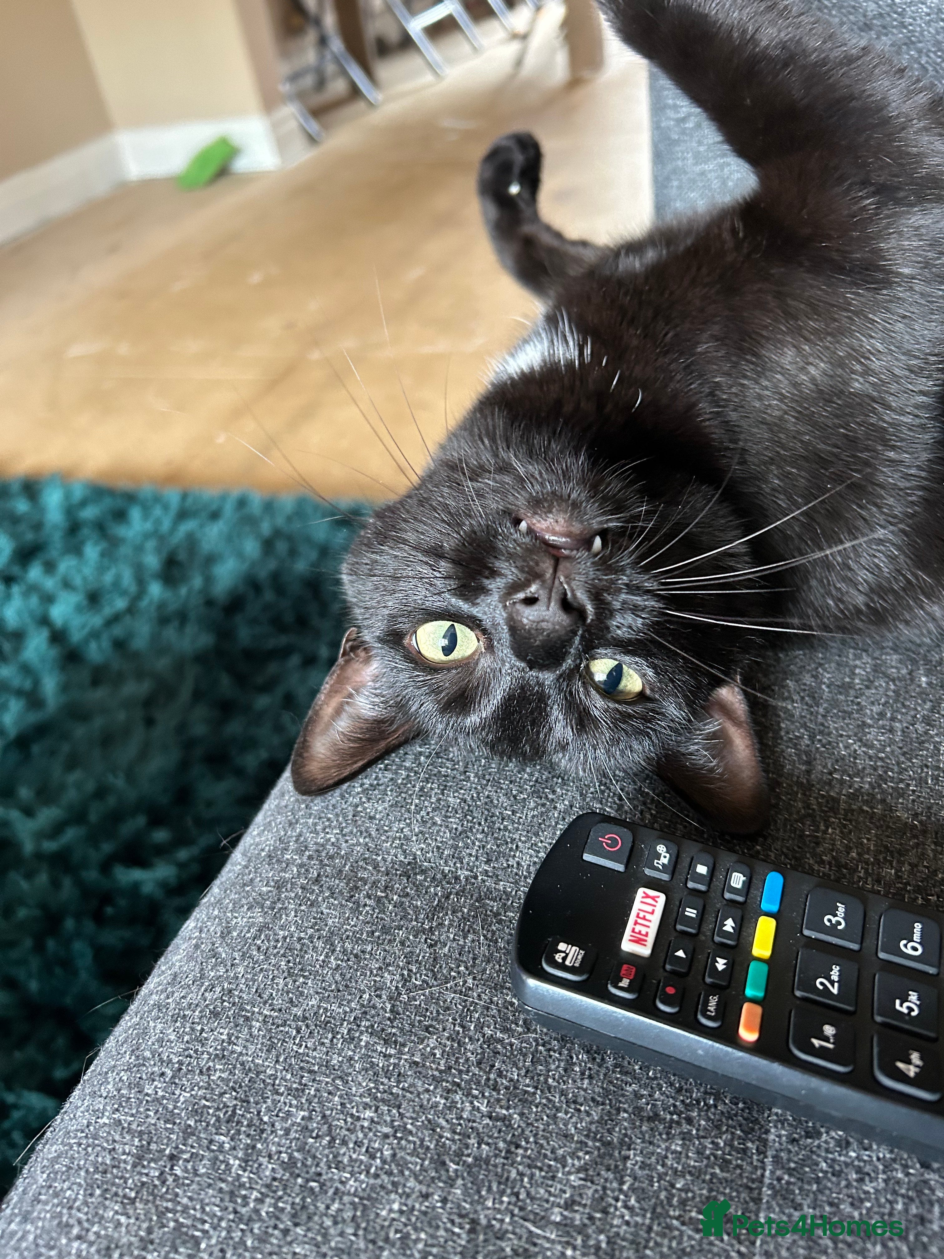 Domestic Shorthair cats Loving goofball Toast is looking for a new home - Advert 3