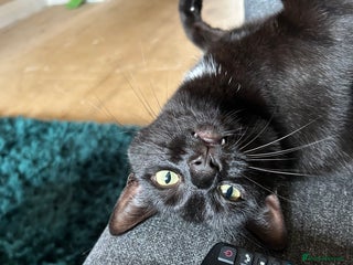 Domestic Shorthair cats Loving goofball Toast is looking for a new home - Advert 1