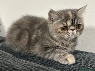 Exotic cats ⭐️ Exceptional Exotic Kittens ⭐️ - Advert 2