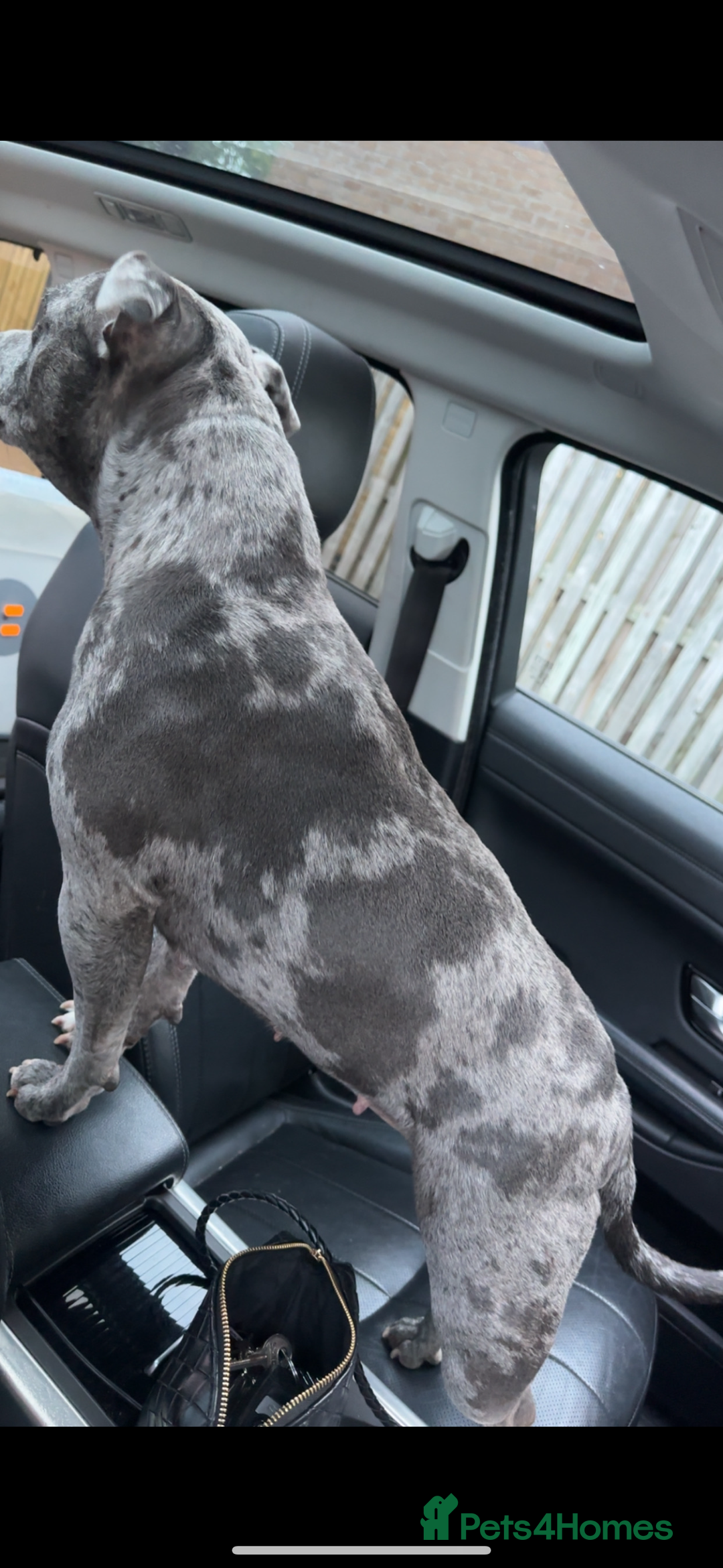 Staffordshire Bull Terrier dogs for sale: Blue and Merle girl Staffordshire Bull Terrier - Image 10