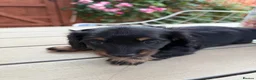 Miniature Dachshund dogs for sale:  Adorable Miniature Dachshund Puppies - Advert 15