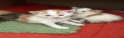Mixed Breed cats for sale: Kittens - Advert 5