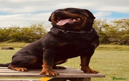 Rottweiler dogs for sale: Big boned chunky Rottweiler puppies - Image 13