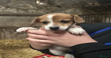 Jack Russell dogs - Advert 4