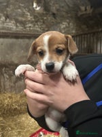 Jack Russell dogs - Advert 2