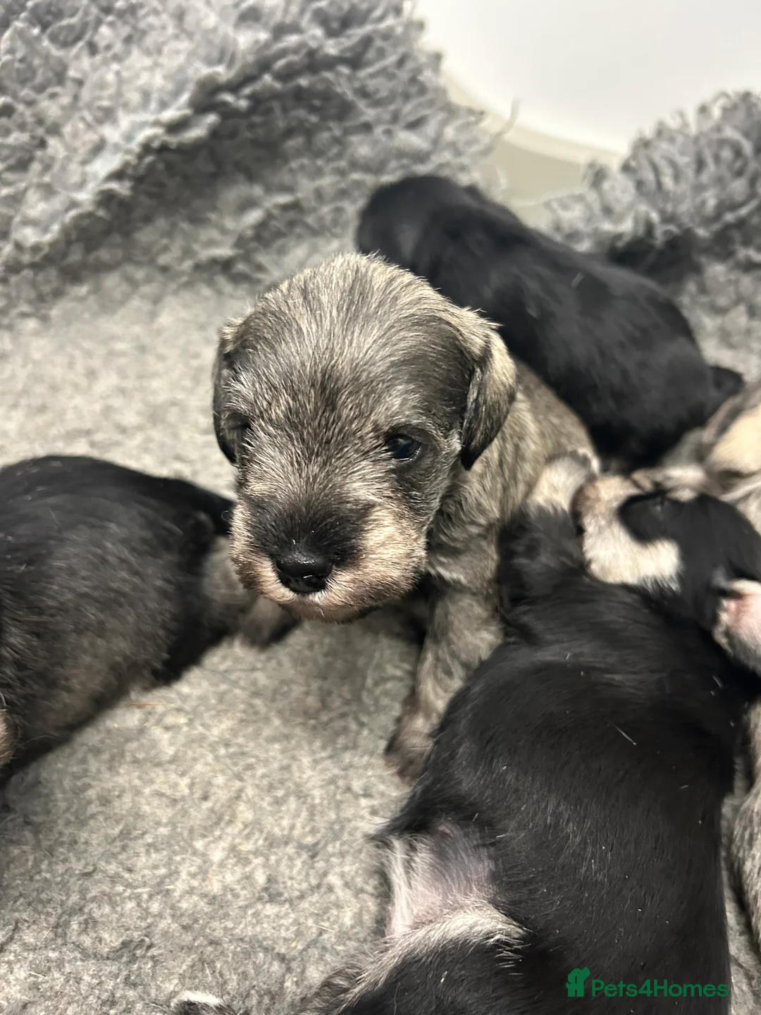 Miniature Schnauzer dogs for sale: Mini Schnauzer  - Advert 4