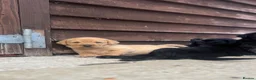 Labrador Retriever dogs for sale: Beautiful Black/yellow/Red Labrador Puppies - Advert 17