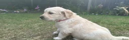Golden Retriever dogs for sale: Gorgeous Chunky Golden Retriever Puppies - Advert 15