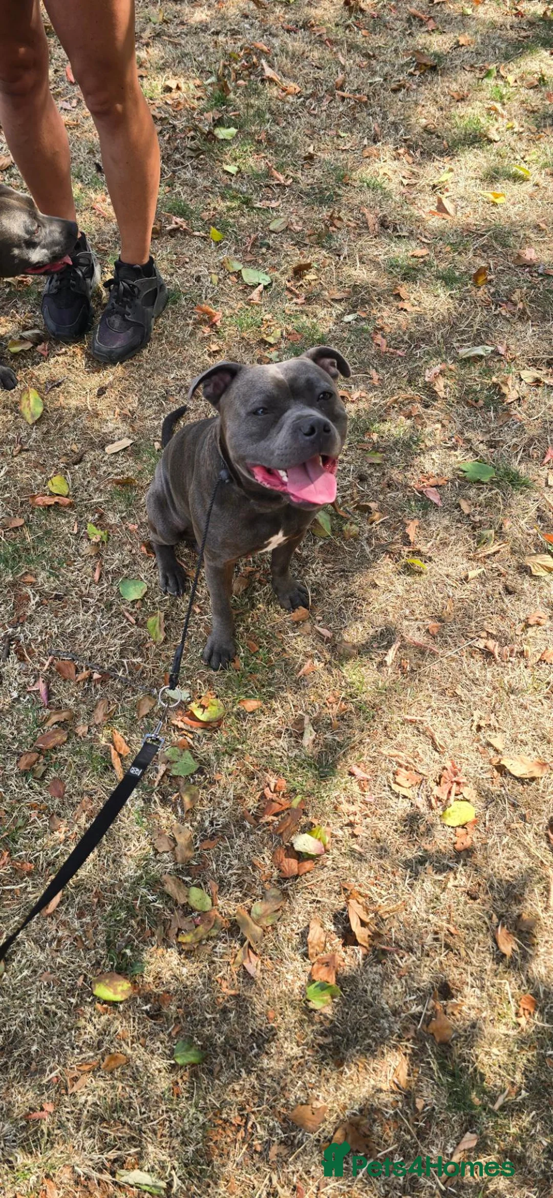 Staffordshire Bull Terrier dogs for stud: 💙 STAFFORDSHIRE BULL TERRIER – PROVEN STUD 💙 - Advert 3