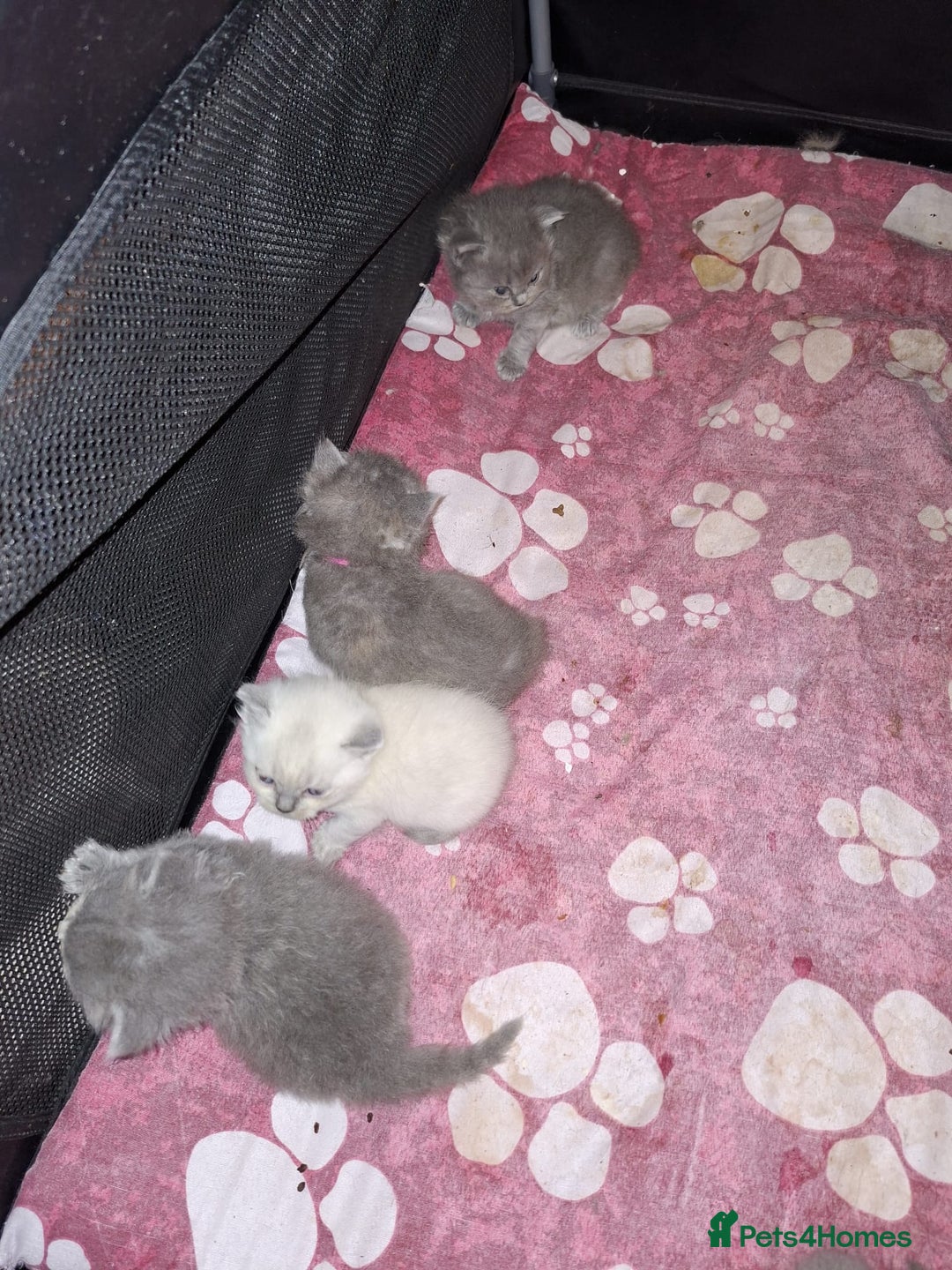 British Longhair cats for sale:  Beautiful British Long haired Short haired kitten - Advert 2